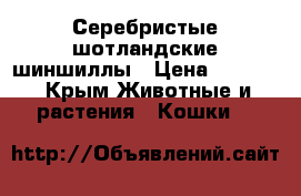 Серебристые шотландские шиншиллы › Цена ­ 7 000 - Крым Животные и растения » Кошки   